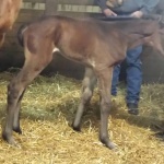 PRINCESS LEIA - out of A Formal Duty (Owned by Julia Pezold)