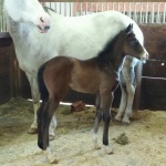 CHLOE - out of Shes Just Royally Cool APHA (Owned by Deanna Phillips)