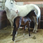 CHLOE - out of Shes Just Royally Cool APHA (Owned by Deanna Phillips)