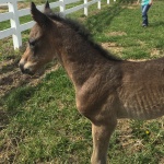 NOLAN - out of Thats My Invitation (Owned by Seaside Farm LP)