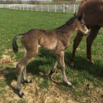 NOLAN - out of Thats My Invitation (Owned by Seaside Farm LP)