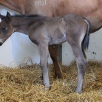 NOLAN - out of Thats My Invitation (Owned by Seaside Farm LP)