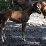 CLARE-Out of Huntin For Angels (Owned by Donna Shirey)