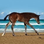 "Teddy" - out of Im Money Too (Owned by Seaside Farm)