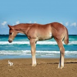 Ur Invitations R Hot (Calvin)Out of Thats My Invitation (Owned by Seaside Farm)