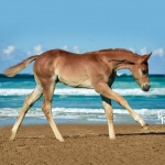 Ur Invitations R Hot (Calvin)Out of Thats My Invitation (Owned by Seaside Farm)