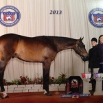 IRON WILL - Out of Indian Skye